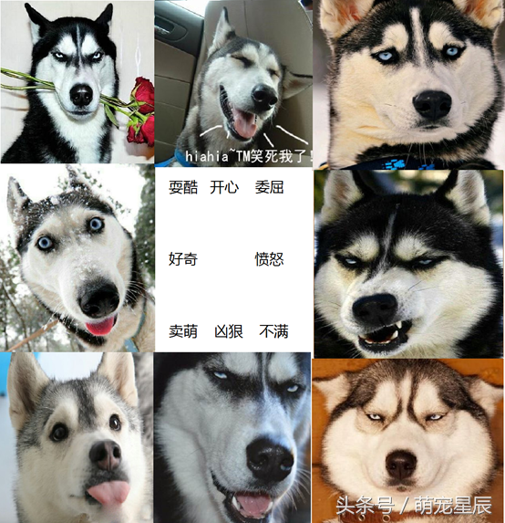 二哈是什么意思，表情二哈是什么意思（深度解读3——哈士奇<二哈>）