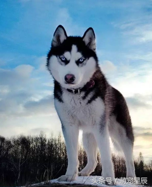 二哈是什么意思，表情二哈是什么意思（深度解读3——哈士奇<二哈>）