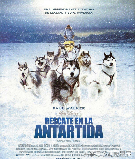 二哈是什么意思，表情二哈是什么意思（深度解读3——哈士奇<二哈>）