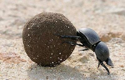 屎壳郎为什么要推粪球，屎壳郎推的粪球是做什么的（面黄肌瘦的良药）