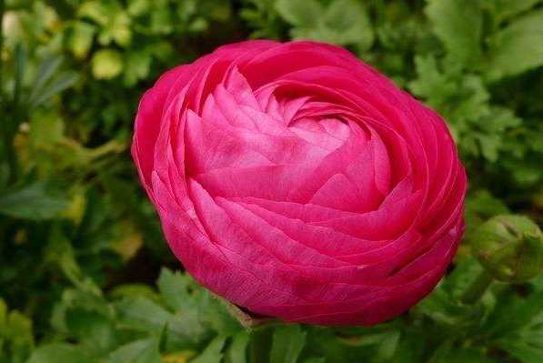 有哪些花名，名贵的花有哪些品种（快用百度识图）