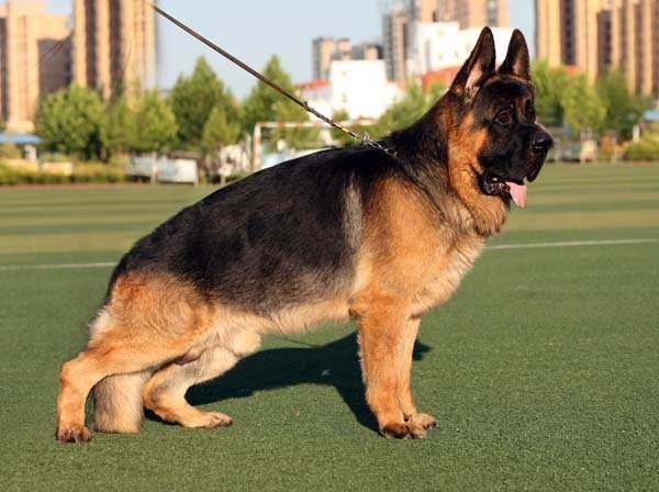 德國牧羊犬(germanshepherd dog),也就是我們常說的德牧,黑背,德國