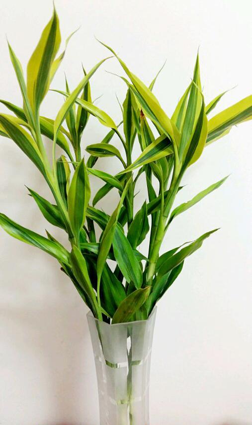 金边富贵竹养殖方法和注意事项,金边富贵竹可以水培吗(就养这种土豪金