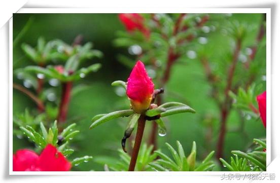 10000种花语加图片，1000种花语大全（1001个花语传奇——等你一万个轮回）