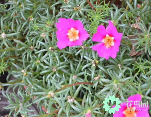 半枝莲的功效与作用，白花蛇舌草和半枝莲的功效（半枝莲的功效与作用有哪些）