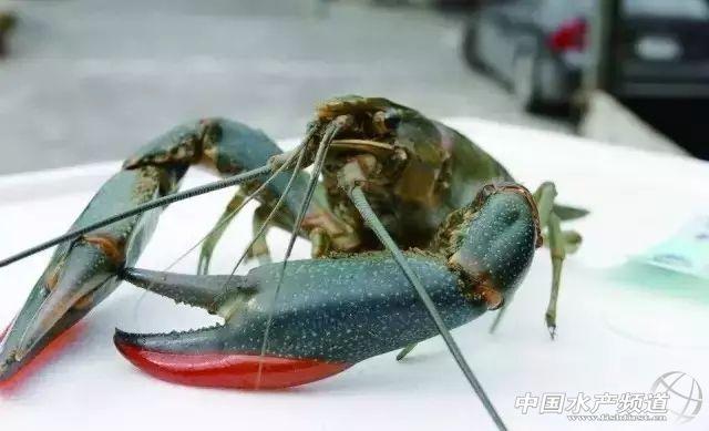 澳洲龙虾的养殖技术，澳洲龙虾养殖（超实用的澳洲淡水龙虾外塘养殖攻略）