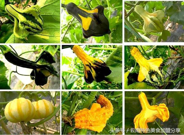 目前世上最全的50种瓜的图片及名称图片,所有常见的40种瓜图集