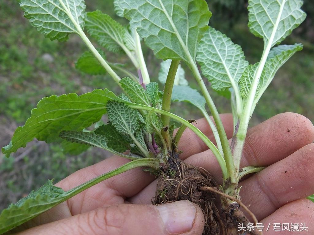 荔枝草别名蛤蟆草 入药主治咳嗽咯血肾炎痔疮乳腺炎