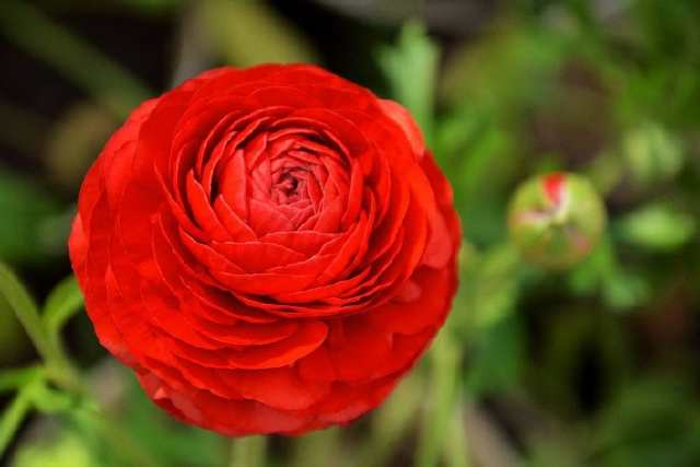 有哪些花名，名贵的花有哪些品种（快用百度识图）