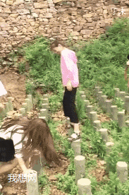 四条腿的动物大全，四条腿的动物有哪些（什么动物上山3条腿）