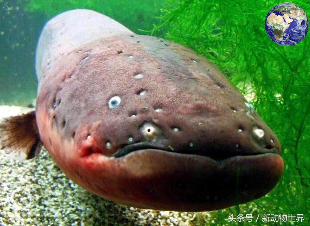 电鳗是自然界中少数的拥有"特异功能"的生物,这种奇特的辐鳍鱼纲生物