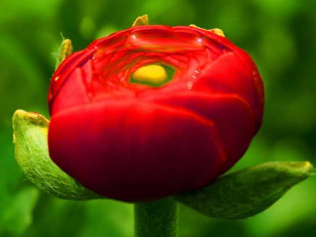 有哪些花名，名贵的花有哪些品种（快用百度识图）