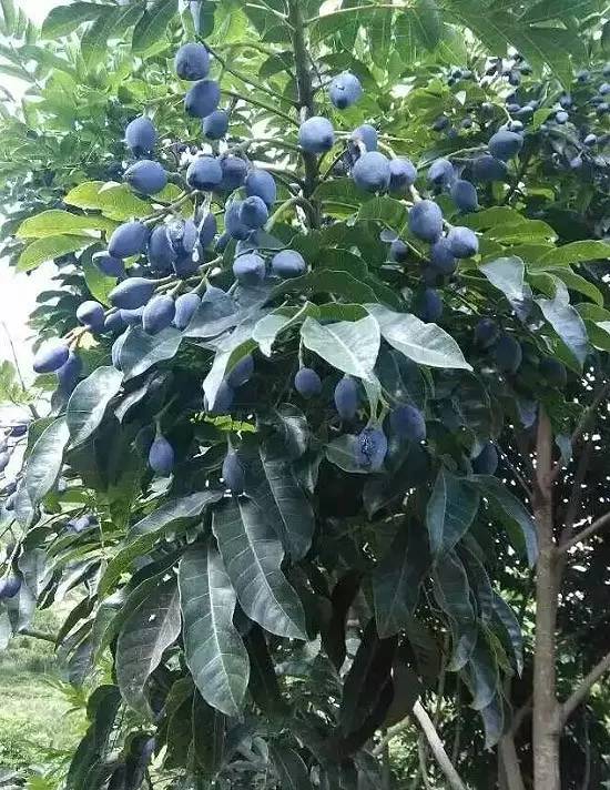 腌制的榄角怎么吃，怎样腌制榄角（念念不忘家乡的味道：咸柠檬）