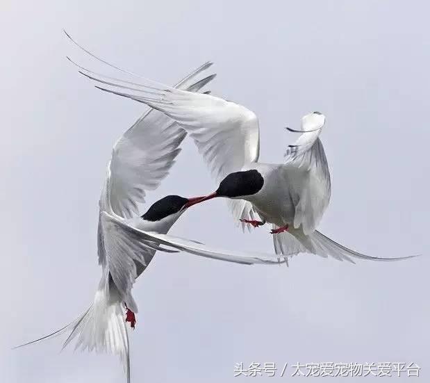 白尾鸢介绍，白鸢尾花图片（那些隐藏在动物界的武林高手）