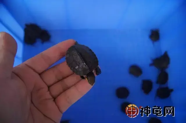 如何鉴别南石龟纯度，日本石龟怎么区分纯不纯（南石龟亲本的选育技术详解）