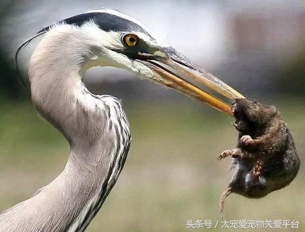 白尾鸢介绍，白鸢尾花图片（那些隐藏在动物界的武林高手）