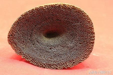 犀牛角如何鉴定，犀牛角如何鉴定真伪（中药师教你辨别真假犀角）