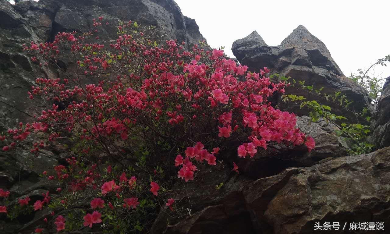 麻城杜鹃花最佳观赏时间，麻城看杜鹃攻略（杜鹃花已开，麻城等你来）