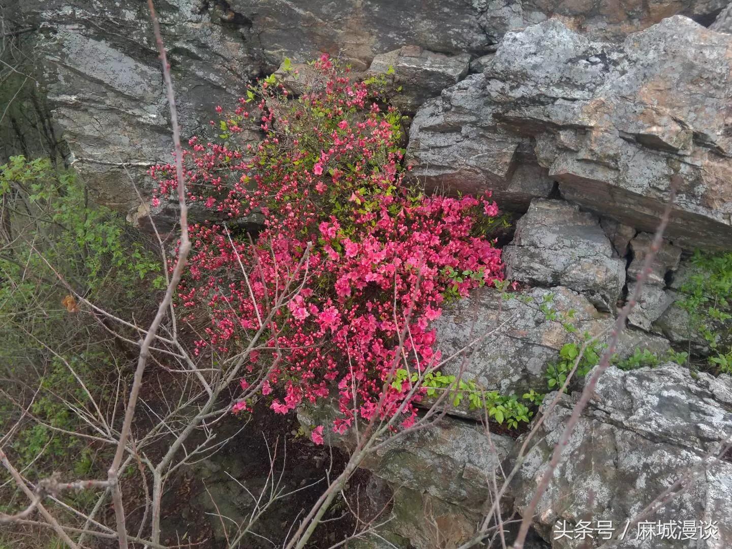 麻城杜鹃花最佳观赏时间，麻城看杜鹃攻略（杜鹃花已开，麻城等你来）