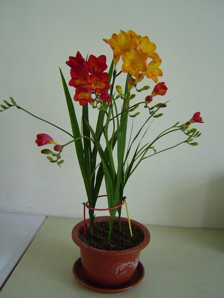 香雪兰一年开几次花，香雪兰耐寒多少度（在家种上这6种球根植物）