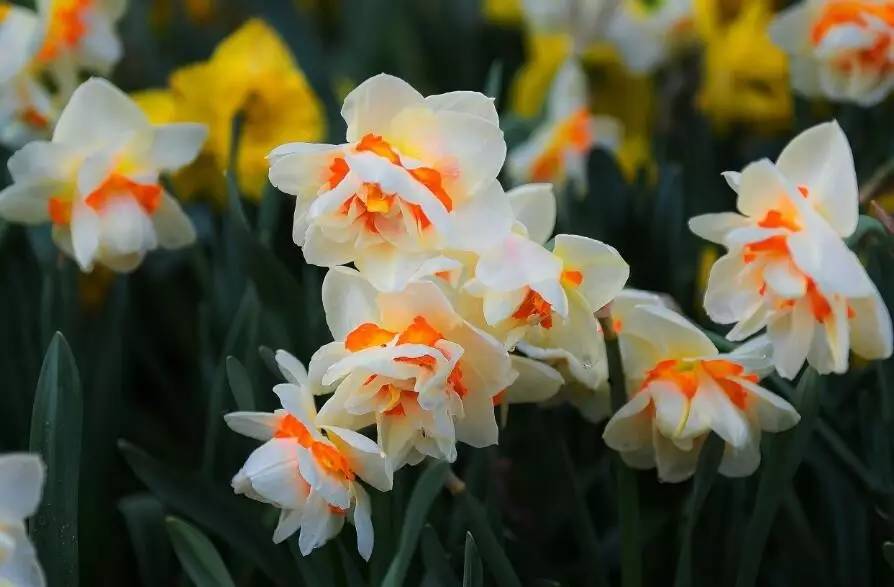 香雪兰一年开几次花，香雪兰耐寒多少度（在家种上这6种球根植物）