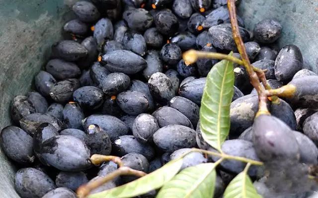 腌制的榄角怎么吃，怎样腌制榄角（念念不忘家乡的味道：咸柠檬）