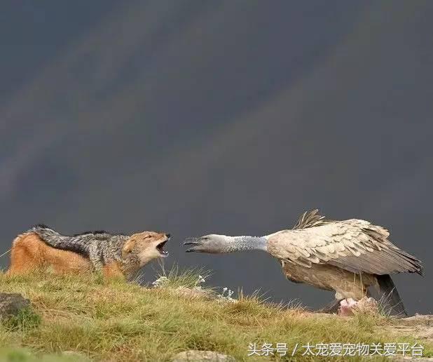 白尾鸢介绍，白鸢尾花图片（那些隐藏在动物界的武林高手）