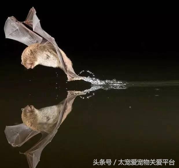 白尾鸢介绍，白鸢尾花图片（那些隐藏在动物界的武林高手）