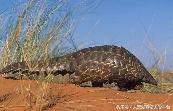 白尾鸢介绍，白鸢尾花图片（那些隐藏在动物界的武林高手）