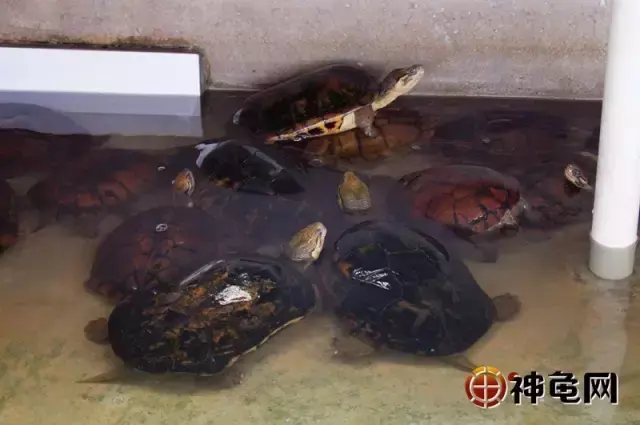 如何鉴别南石龟纯度，日本石龟怎么区分纯不纯（南石龟亲本的选育技术详解）