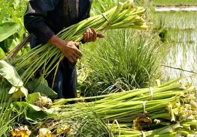 腌制的榄角怎么吃，怎样腌制榄角（念念不忘家乡的味道：咸柠檬）