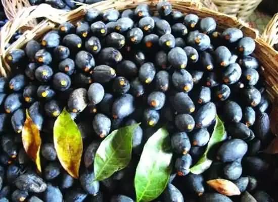 腌制的榄角怎么吃，怎样腌制榄角（念念不忘家乡的味道：咸柠檬）