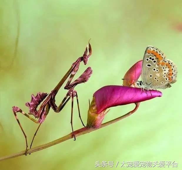 白尾鸢介绍，白鸢尾花图片（那些隐藏在动物界的武林高手）