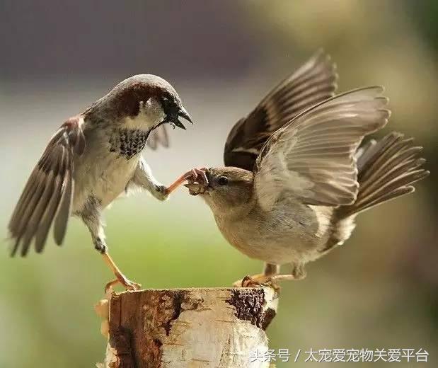 白尾鸢介绍，白鸢尾花图片（那些隐藏在动物界的武林高手）