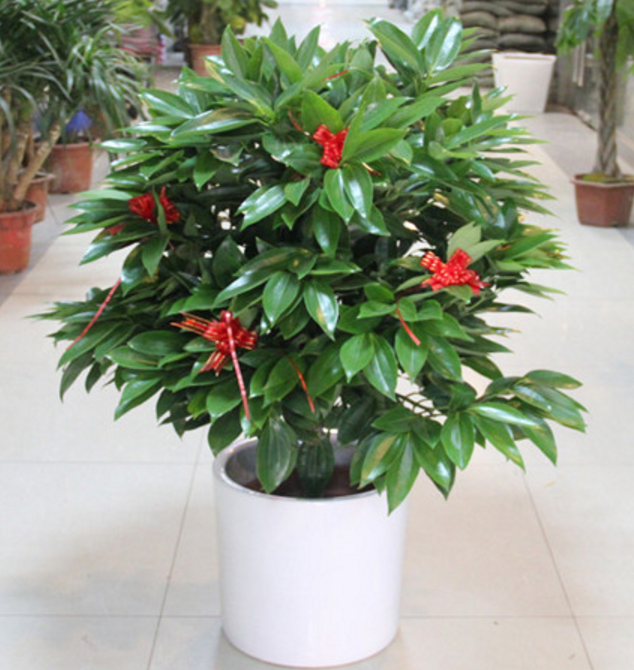 绿元宝叶子下垂怎么办，绿元宝叶子下垂怎么办呢（养好元宝树需要这么做）