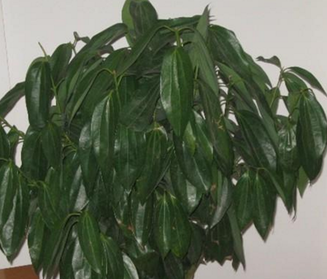 绿元宝叶子下垂怎么办，绿元宝叶子下垂怎么办呢（养好元宝树需要这么做）