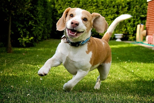 小獵兔犬,史努比的原型居然是這隻呆萌的獵兔犬(獵兔犬多少錢一隻)