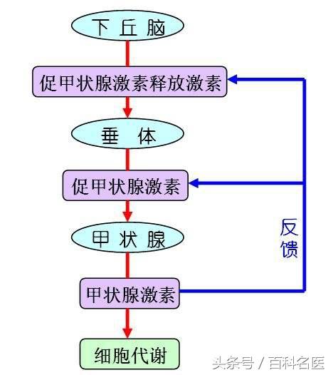 促甲状腺激素0.01严重吗，促甲状腺素0.01严重吗（你的甲状腺功能各项指标正常吗）