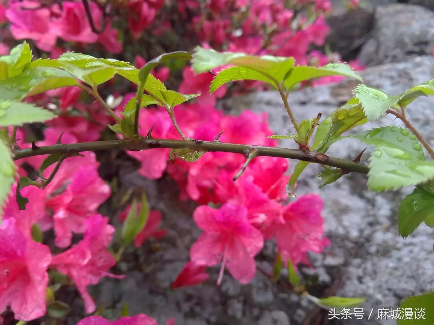 麻城杜鹃花最佳观赏时间，麻城看杜鹃攻略（杜鹃花已开，麻城等你来）