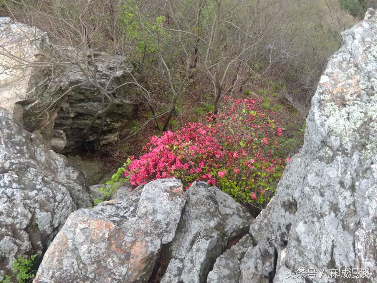 麻城杜鹃花最佳观赏时间，麻城看杜鹃攻略（杜鹃花已开，麻城等你来）