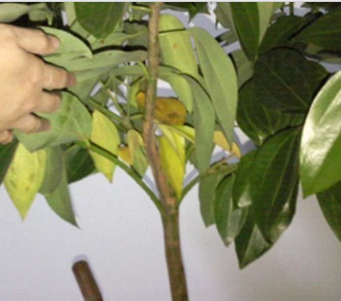 绿元宝叶子下垂怎么办，绿元宝叶子下垂怎么办呢（养好元宝树需要这么做）