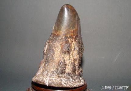 犀牛角如何鉴定，犀牛角如何鉴定真伪（中药师教你辨别真假犀角）