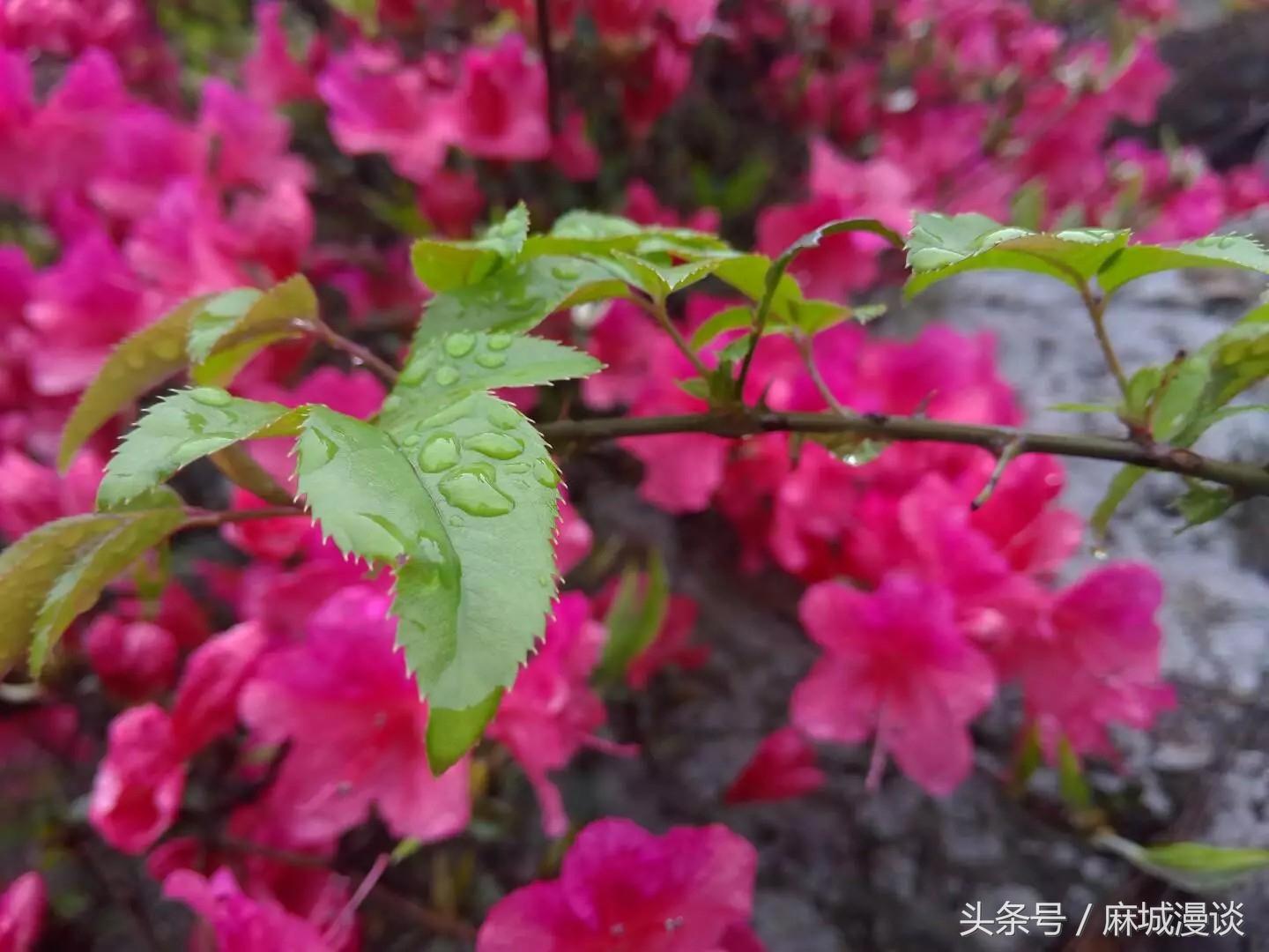 麻城杜鹃花最佳观赏时间，麻城看杜鹃攻略（杜鹃花已开，麻城等你来）