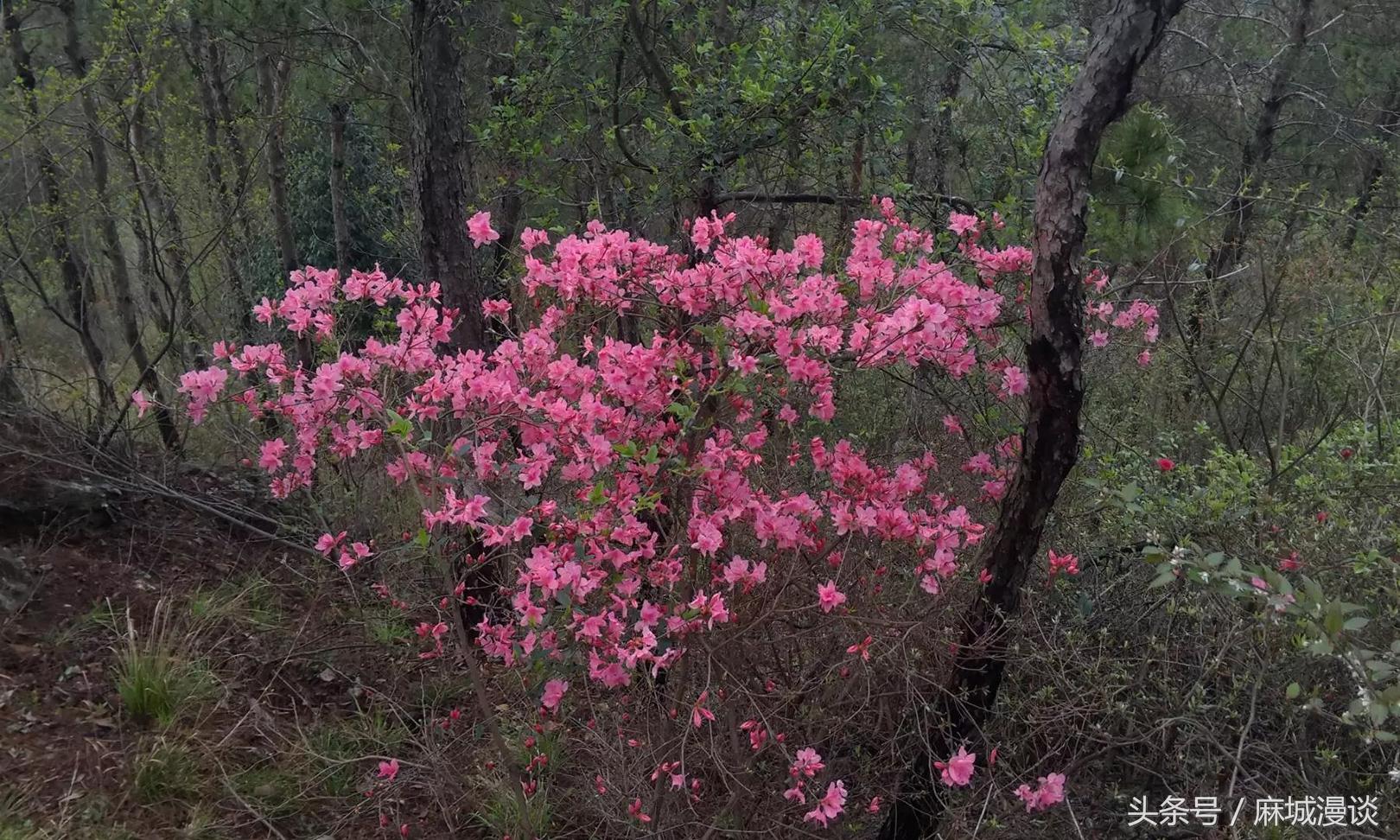 麻城杜鹃花最佳观赏时间，麻城看杜鹃攻略（杜鹃花已开，麻城等你来）