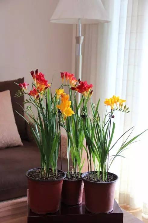 香雪兰一年开几次花，香雪兰耐寒多少度（在家种上这6种球根植物）