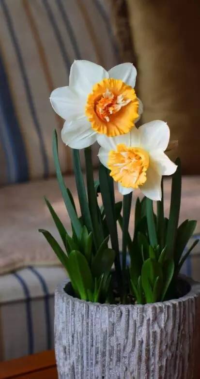 香雪兰一年开几次花，香雪兰耐寒多少度（在家种上这6种球根植物）