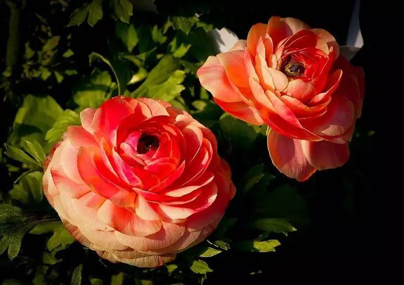 香雪兰一年开几次花，香雪兰耐寒多少度（在家种上这6种球根植物）