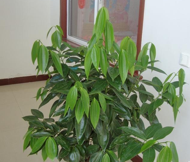 绿元宝叶子下垂怎么办，绿元宝叶子下垂怎么办呢（养好元宝树需要这么做）