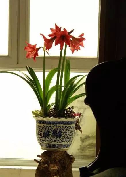 香雪兰一年开几次花，香雪兰耐寒多少度（在家种上这6种球根植物）