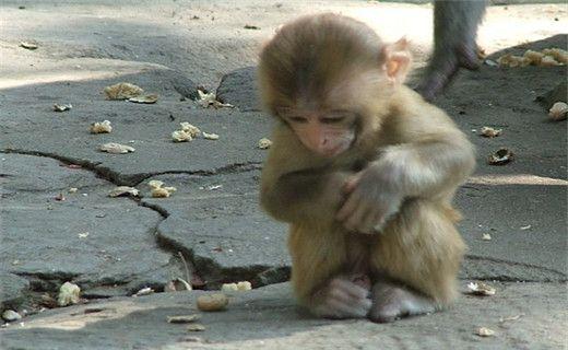 艮土命是什么意思，艮土大运是什么意思（需要如何注意什么呢）